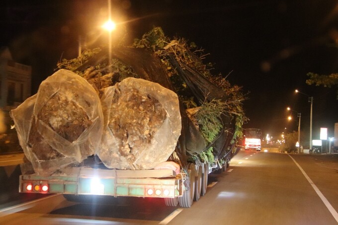   Xe đầu kéo chở cây vượt khung lưu thông ban đêm tiềm ẩn tai nạn giao thông