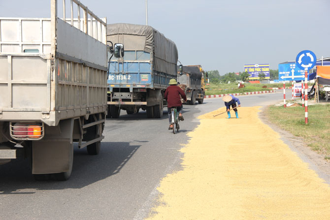 Phơi thóc ảnh hưởng đến an toàn giao thông