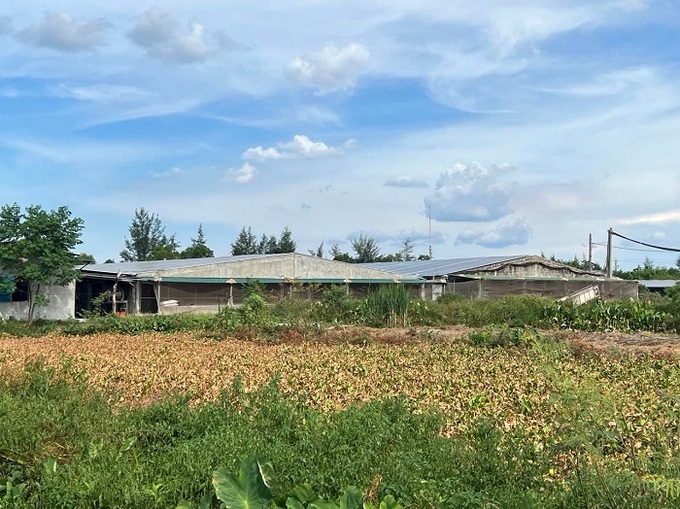 Trang trại chăn nuôi lợn hộ ông Trần Văn Phương