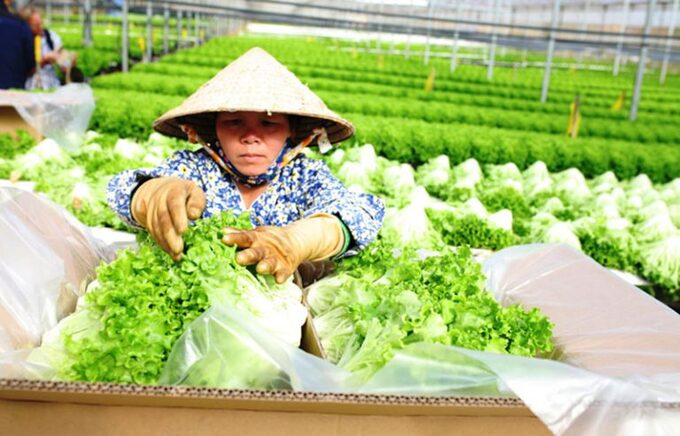 Số hợp tác xã và số doanh nghiệp tăng nhanh trong những năm 2016 - 2020, nhưng chủ yếu là các cơ sở nhỏ nên quy mô sản xuất bình quân càng nhỏ hơn. Ảnh Internet